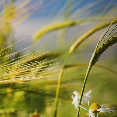 home_wheat_400